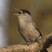 Blackcap